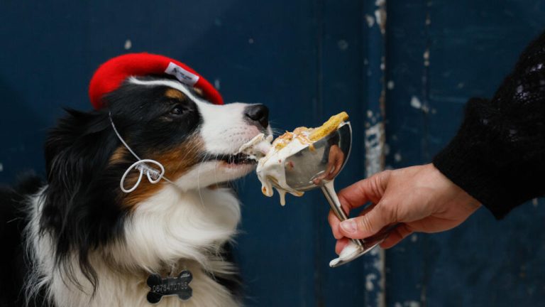 Bone appetit: Paris pups lap up treats at dog-centric spots