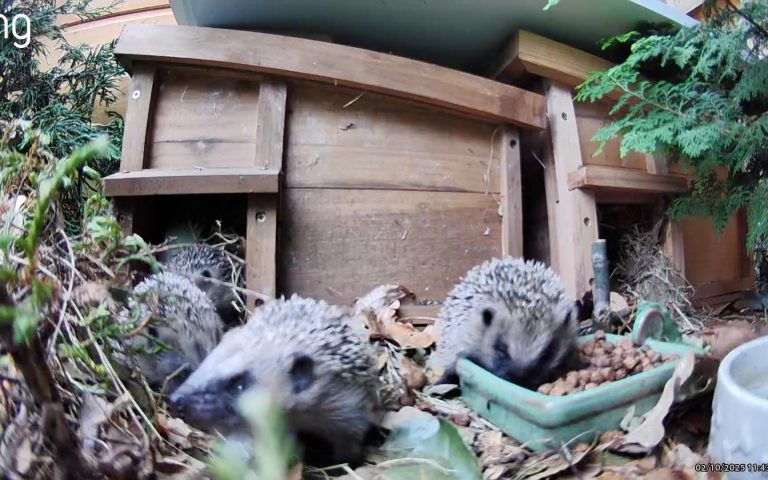 ‘Build it and they will come’: How to turn your garden into a hedgehog haven