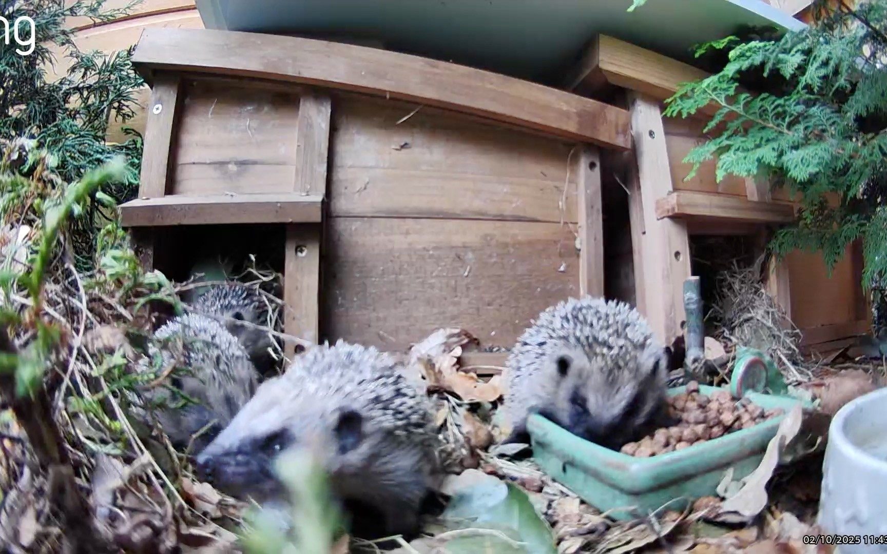 ‘Build it and they will come’: How to turn your garden into a hedgehog haven