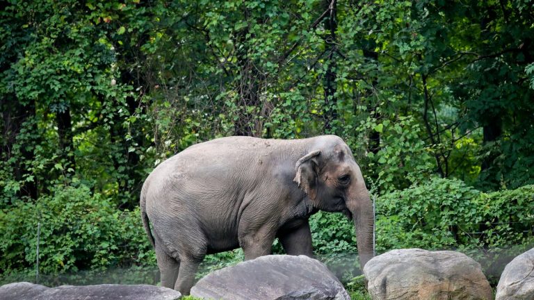 Happy, who taught researchers that elephants can recognize themselves, is euthanized