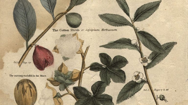 Trick or spice? How the ‘nutmeg’ came to dominate the soccer world