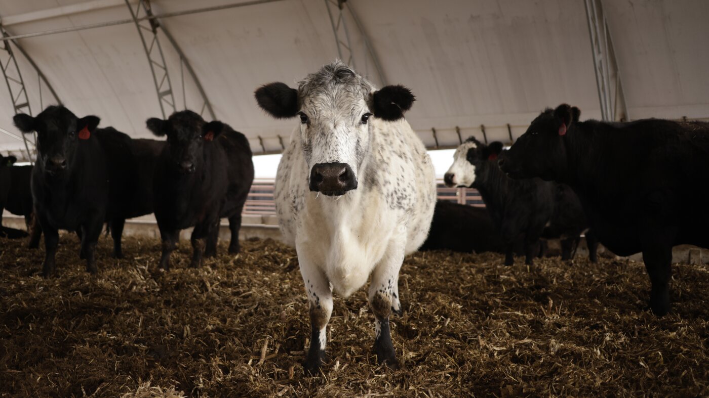 Why the U.S. cattle herd is at a 75-year low — and what it means for beef prices