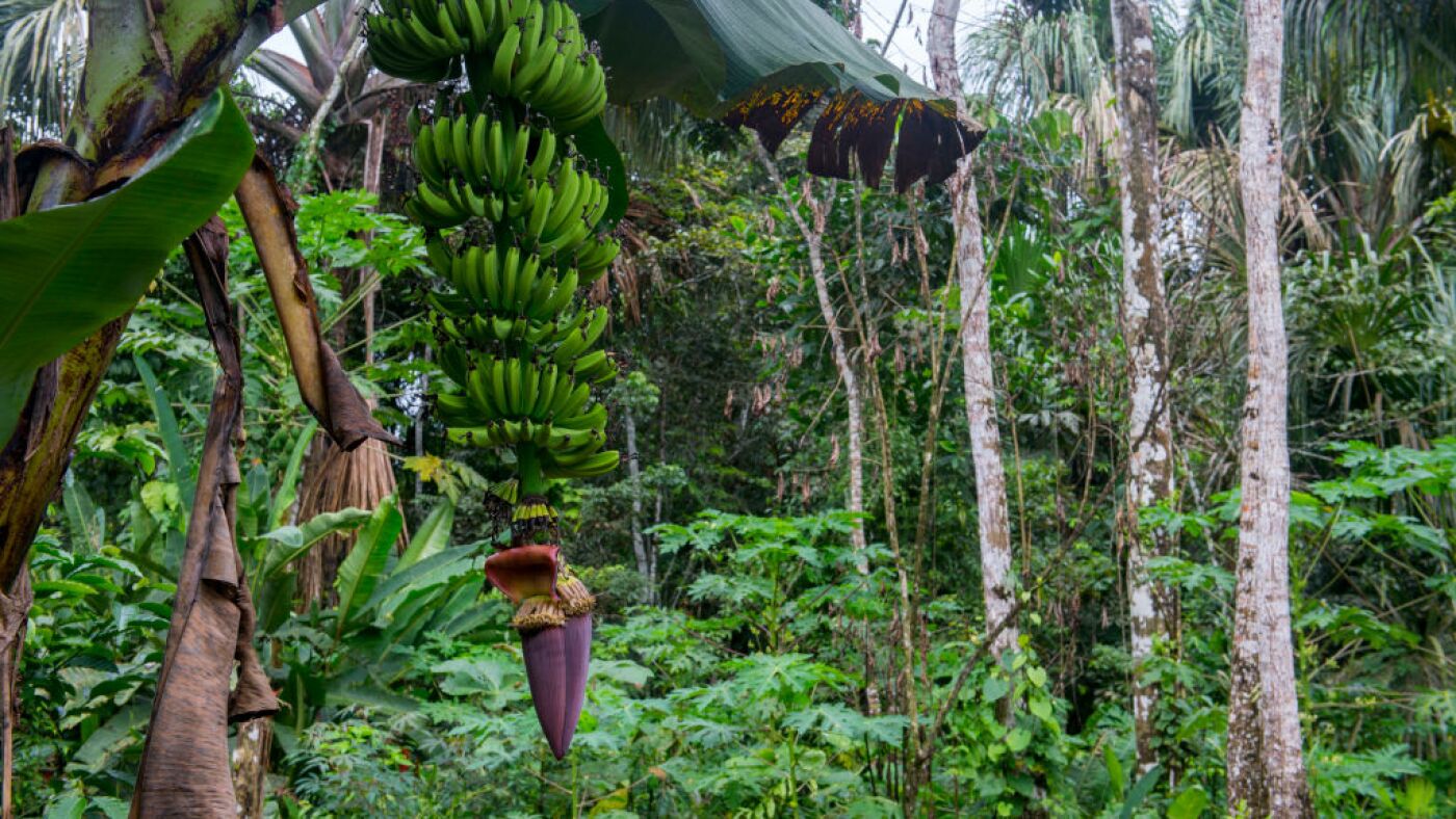Some plants have a genetic superpower that may help them survive a cataclysm