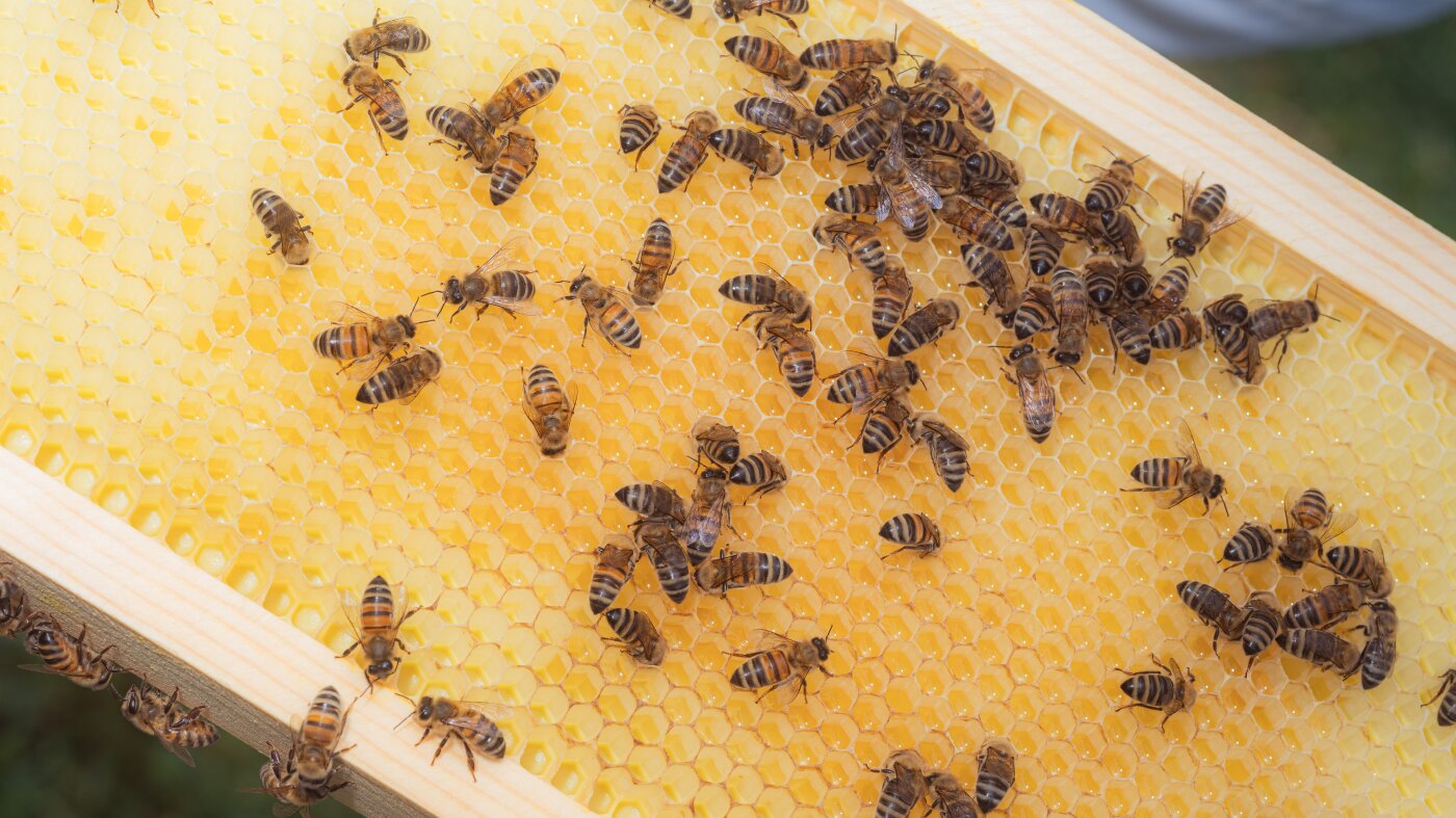Bees have coexisted with us for over a millennia. Their name remains a mystery