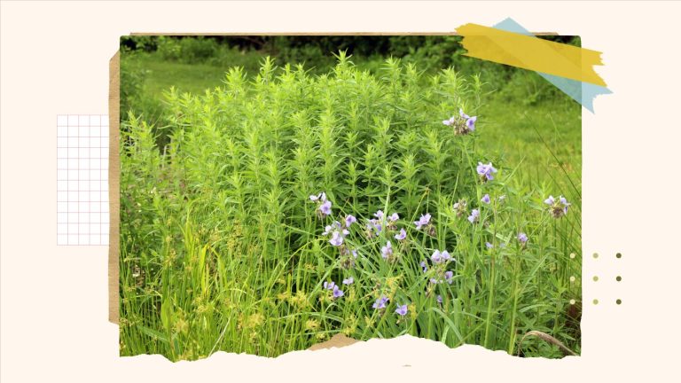 A guide to converting your lawn into a wildlife friendly garden 