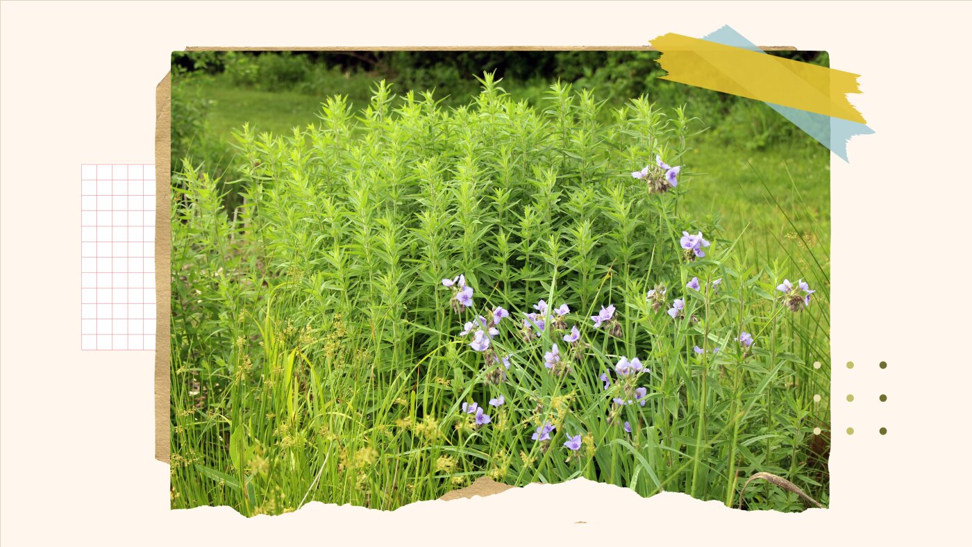 A guide to converting your lawn into a wildlife friendly garden 