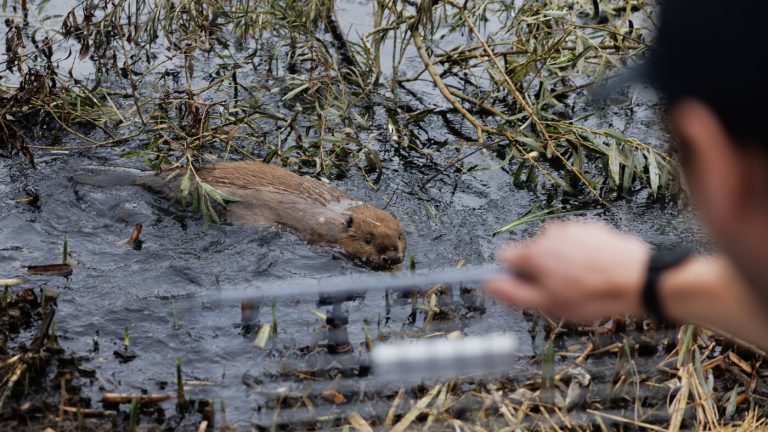 As floods get worse, Britain tries a new solution: beavers