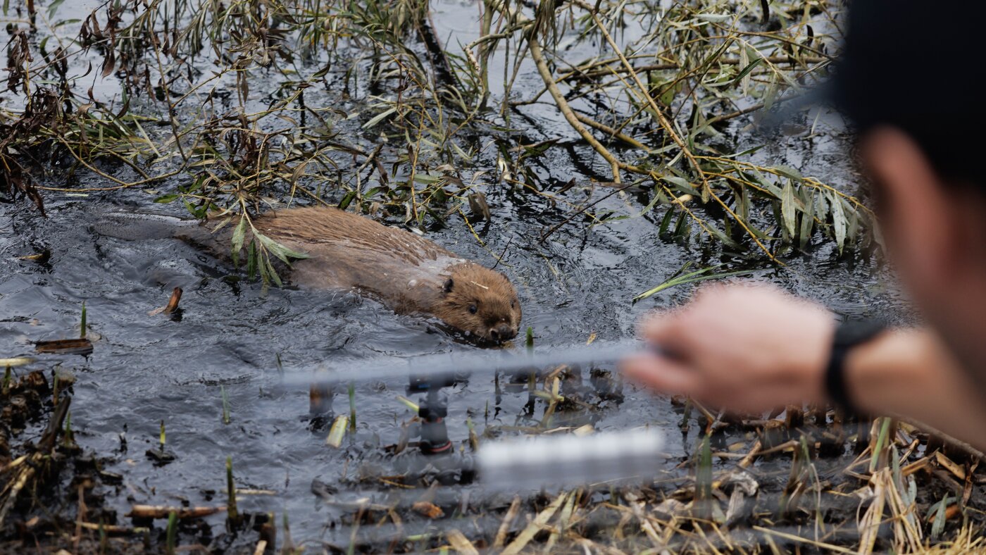 As floods get worse, Britain tries a new solution: beavers