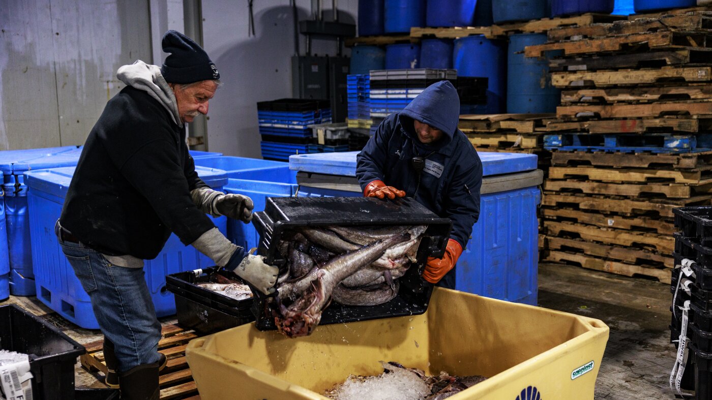 One solution for Maine’s struggling fishing industry? Give fillets away for free