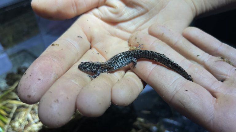 Inside the effort to save one of America’s most imperiled salamanders