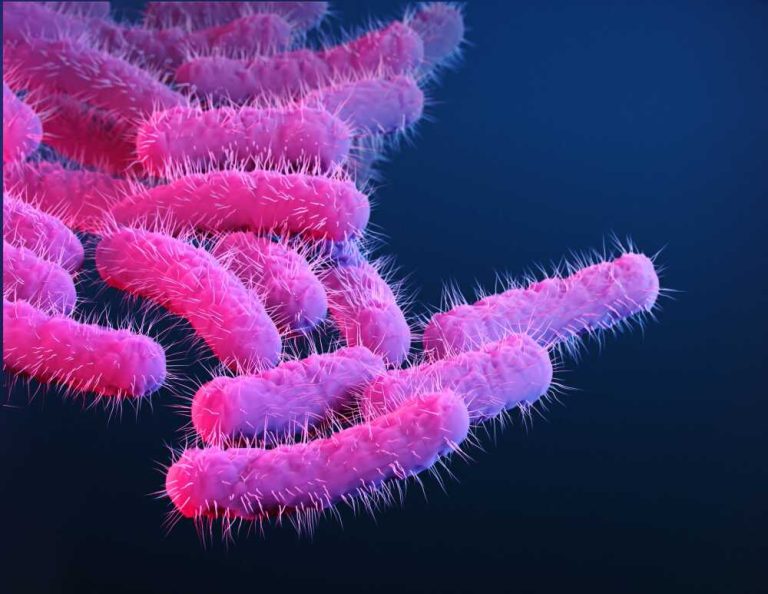 Drug-Resistant Shigella Bacteria